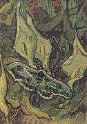 Vincent Van Gogh Death's-Head Moth (nn04) Sweden oil painting artist